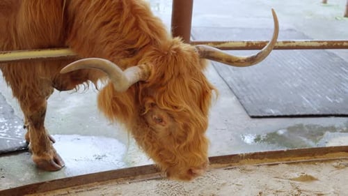 Long Horned With Shaggy Coat, Scottish Highland Cow In A Ranch. Close Up Shot