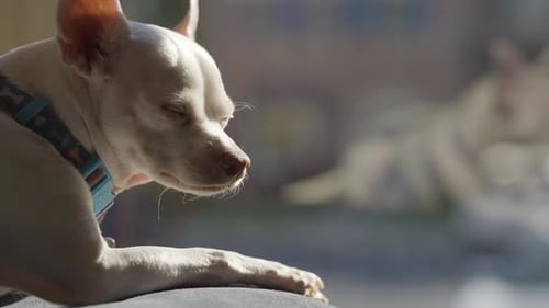 Perro chihuahua blanco con orejas grandes tomando el sol en un día soleado, mirando de cerca a la cámara