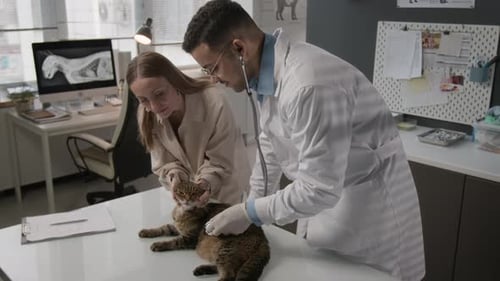Veterinário examinando gato com estetoscópio durante o exame médico
