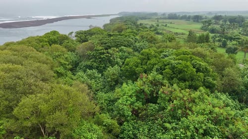 Aerial view of evergreen tree and mangrove tree on the coastline
