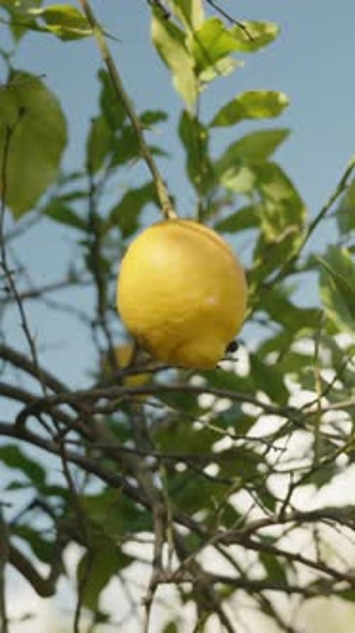Vertical video. A solitary lemon hanging from a branch against the backdrop of a blue sky, panorama.