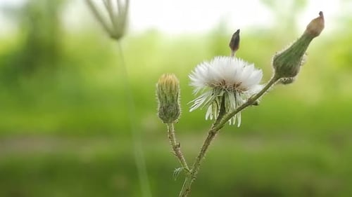 White Fluffy Flower on Green Background