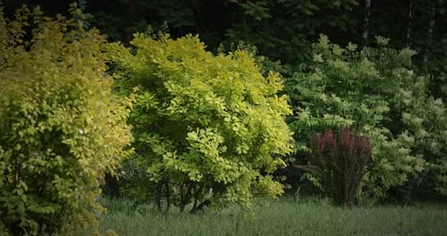 Exposition impressionnante de buissons de Cotinus Coggigria