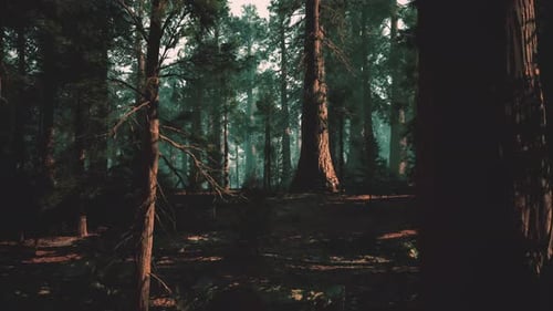 Twilight Woodland Scene Quiet Pine Woods with Gentle Fog and Glowing Light