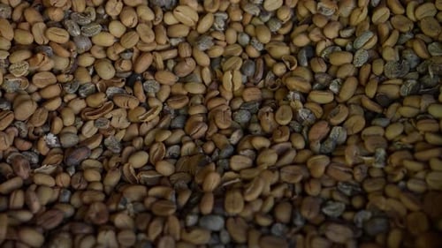 Raw Cofee Beans 55