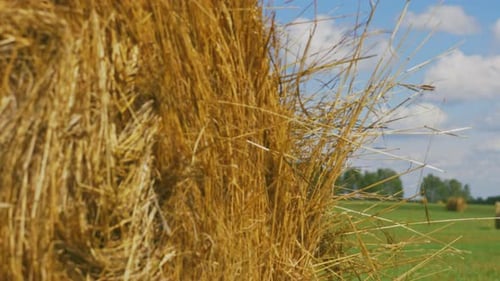 Golden hay bale rolls rest peacefully in a sunny summer ranch field