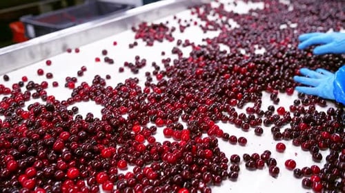 Cerezas rojas rojas frescas y maduras en un almacén de empaque en Oregón