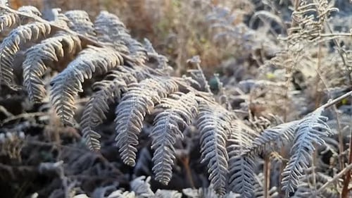 Frost covering fern leaves frozen in seasonal rural winter scene wilderness
