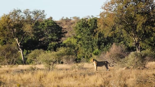 Afrikanischer Löwe im Krüger-Nationalpark, Südafrika