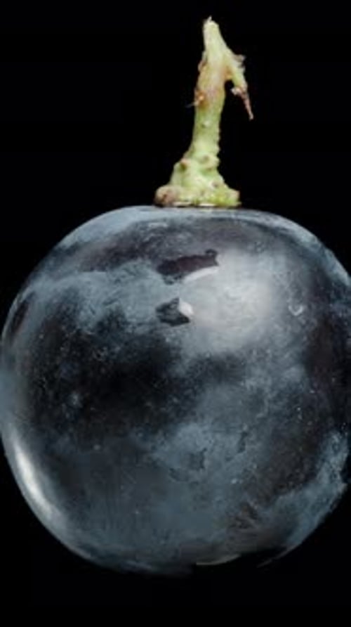 Vertical video. A perfectly round Black Grape Berry, cyclically rotating on a Black Background. Isol