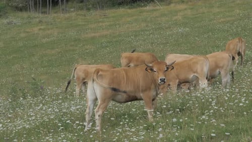 Brown Cows Standing in a Pasture and eating grass, mountains in the background. Cow on green meadow