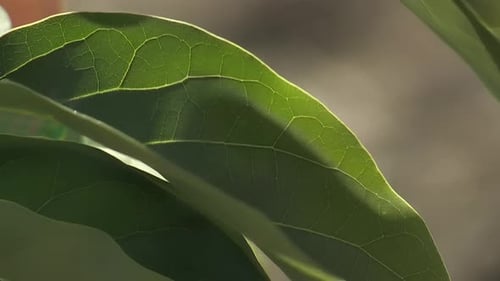 Avocado-Blatt