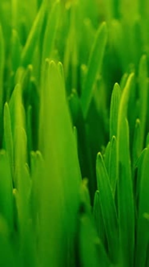 Small Drops of Water Fall on the Growing Micro Greens of Wheatgrass Micro Greenery Farm