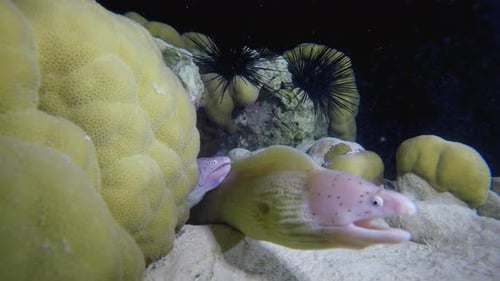 Night Dive Underwater Moray
