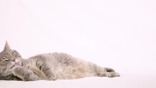 Die erwachsene UHD-Tabbykatze leckt ihre Pfoten, während sie sich auf einen weißen Hintergrund legt