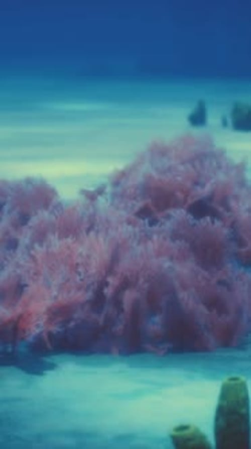 Purple and Pink Soft Corals and Red Sponges