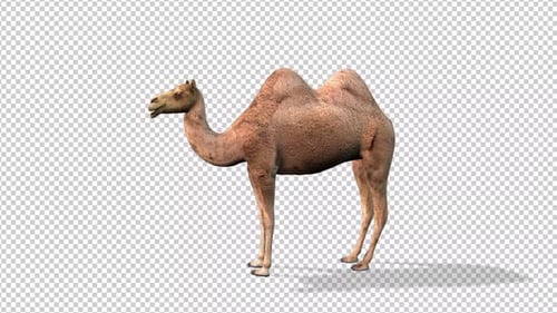 Camel Idle 2