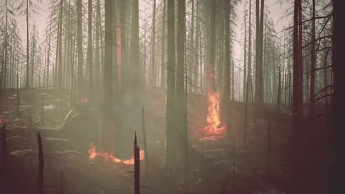 Forest Fire with Fallen Tree is Burned to the Ground