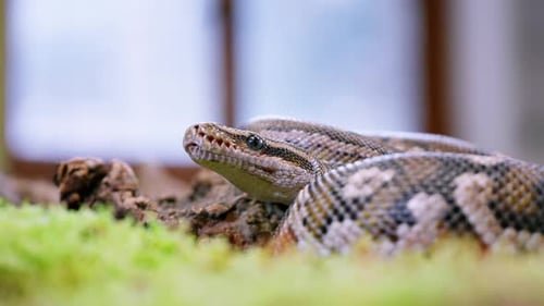 Serpent au ralenti, capturant la texture des écailles et les mouvements lents et délibérés