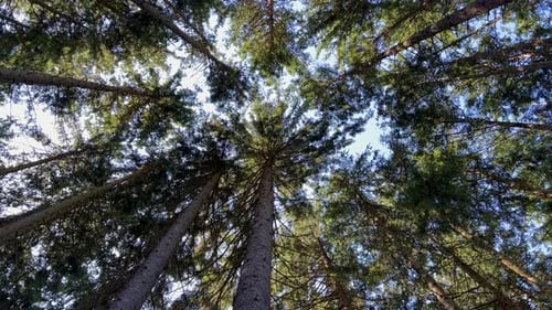 Looking Up at the Trees in a Forest