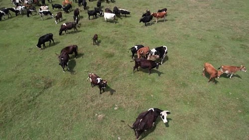 Cows Grazing Peacefully in Green Pasture