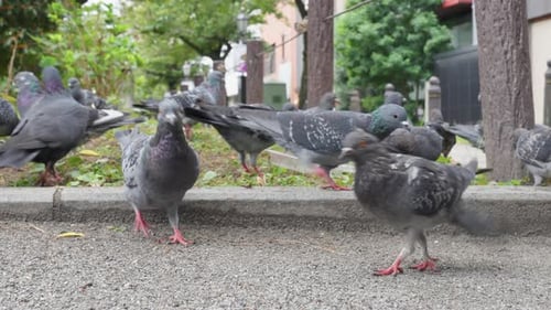 Flock of Pigeons Feeding in City Park