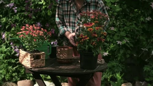 Container Gardening Person Replanting Flowering Plant in Pot