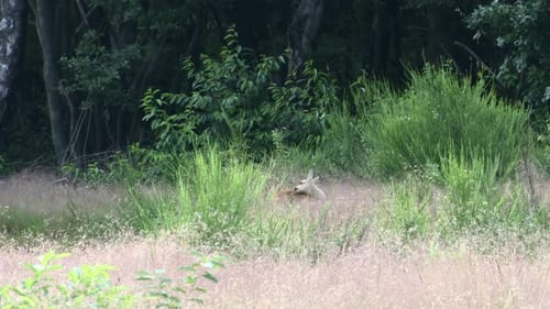 Kalb eines Reh (Capreolus capreolus), das sich in hohen Gräsern versteckt und sich selbst leckt.