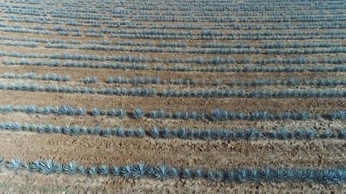 Blue Agave Plantations. City of Tequila, Jalisco. Mexico