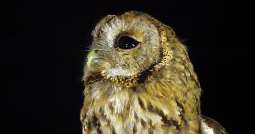 Tawny Owl, strix aluco, Portrait of Adult Turning its Head, Normandy in France, Slow Motion 4K