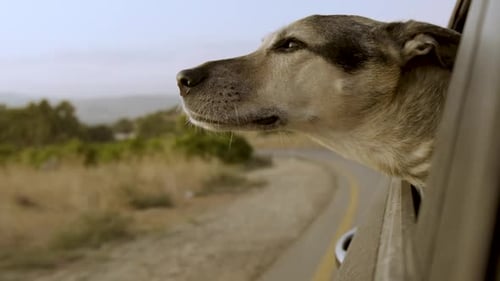 Dog Enjoying a Car Ride in the Countryside
