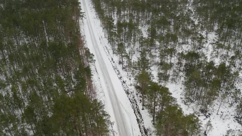 Aerial view of pine tree forest during winter. Icy road between forest.
