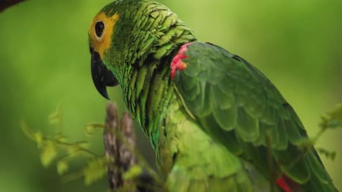 4k close up shot of a green, yellow and blue Macaw parrot chewing on some bark. Exotic colorful parr