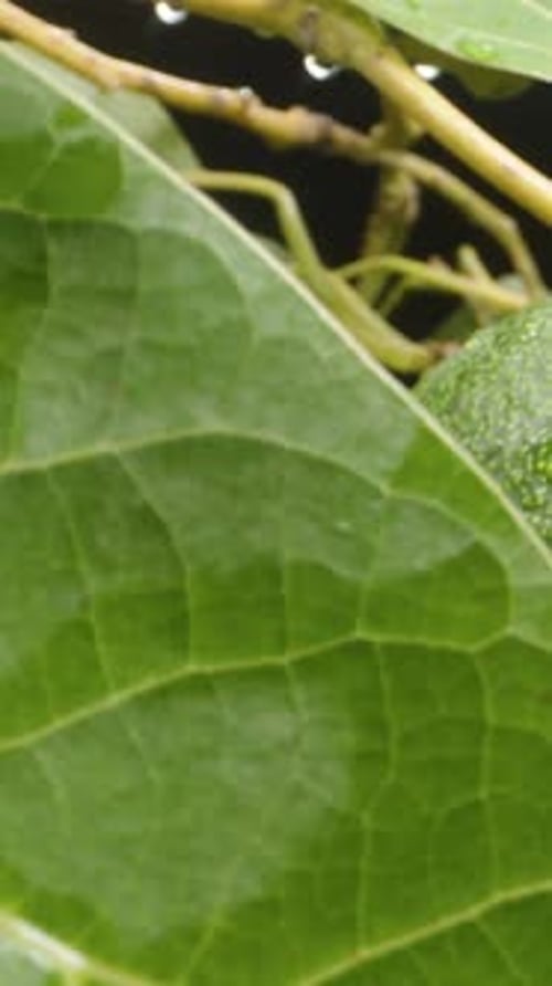 Fresh Green Avocados on the Tree