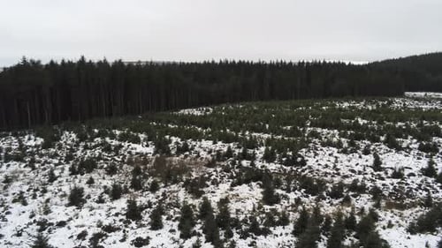 Aerial snowing winter forestry landscape coniferous fairy tale snow white forest landscape panning l