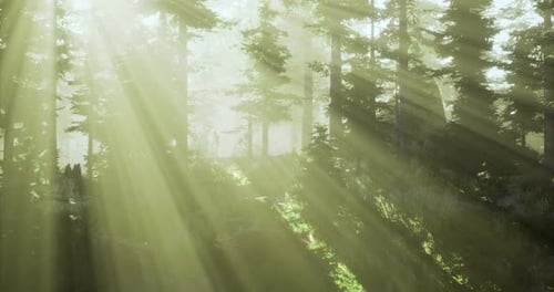 Sunlight Filtering Through Dense Forest During Early Morning Hours