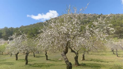 BLÜHENDES KIRSCHFELD MIT BERGEN IM HINTERGRUND
