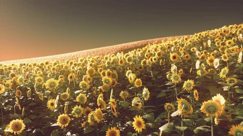 Sunflower Field at the Dramatic Sunset