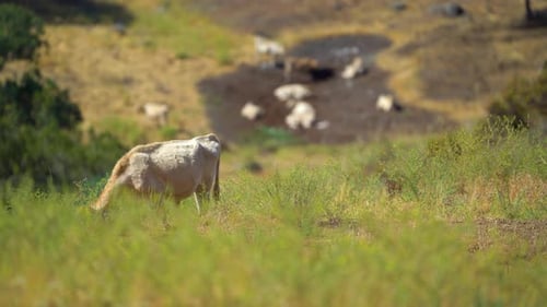 Cow Grazing Peacefully in Rural Pasture