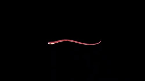 Red Snake Slithering Animation on Transparent Background