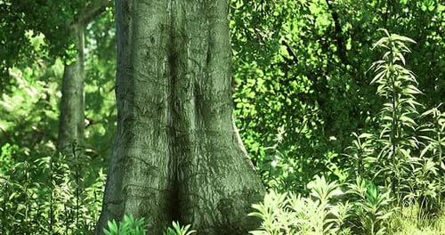 Exploring the Lush Greenery of a Tranquil Forest During a Sunny Afternoon