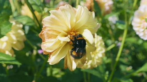 A bumblebee collects nectar from Dahlia flower buds.