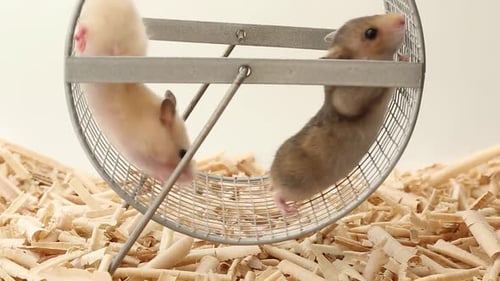 Light and Dark Hamsters Slowly Run in the Wheel Small Pets