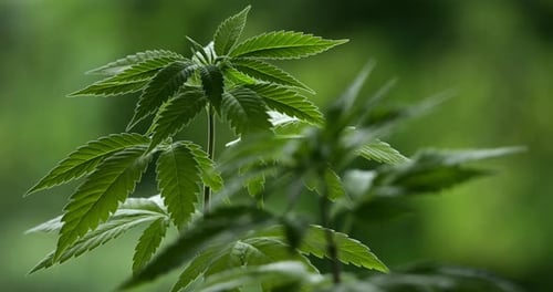 Marihuana (Cannabis sativa). Einzelheiten zu Cannabisblättern.