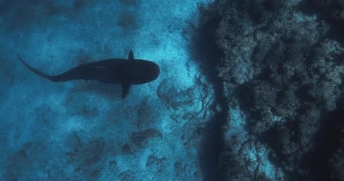 Tiger Shark Underwater in Ocean Diving with Tiger Sharks