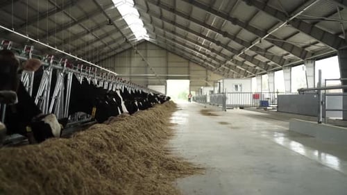 Cows on a diary farm eating. Cattle of cows