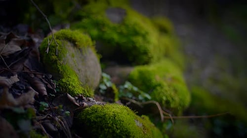 A Lush Green Groundcover of Moss Covering a Rock in the Forest