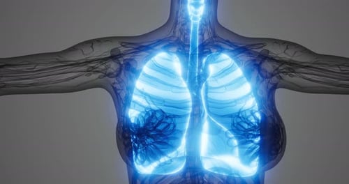 Detailed View of Human Lungs Highlighting Anatomy and Respiratory Function