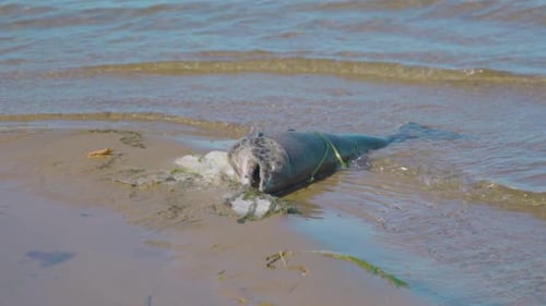 Dead Fish Washed Ashore on Sandy Beach