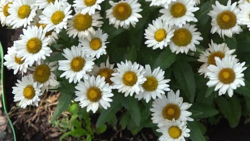 A Bush of White Daisies in the Garden Summer Flower Gardening Buds Close Up Chamomile Petals Floral